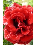 Роза плетистая Найхеглют (темно-красная) | Троянда плетиста Найхеглют (темно-червона) | Rosa climber Naheglut